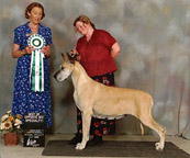 Silken BOS GDCC 2002